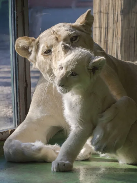 Leone bianco cucciolo e sua madre in una stanza — Foto Stock