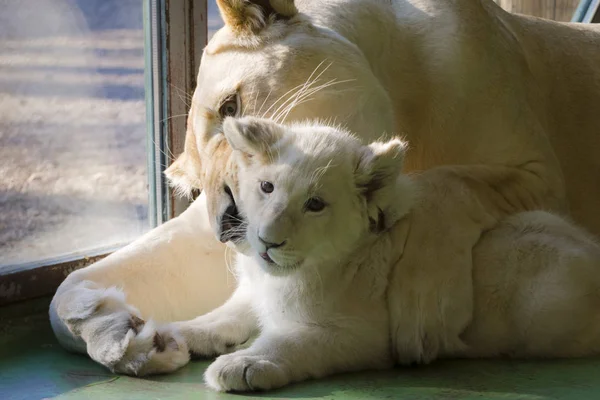 Lionceau blanc et sa mère dans une chambre — Photo