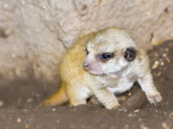 Muito jovem Meerkat ou bebê suricado no chão — Fotografia de Stock