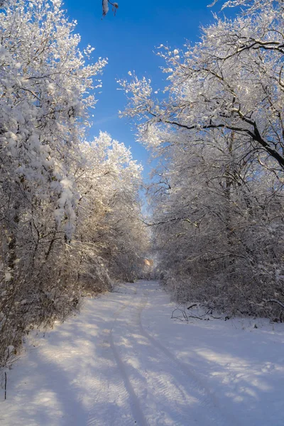 Paisagem nevada de uma floresta de carvalho na Hungria — Fotografia de Stock