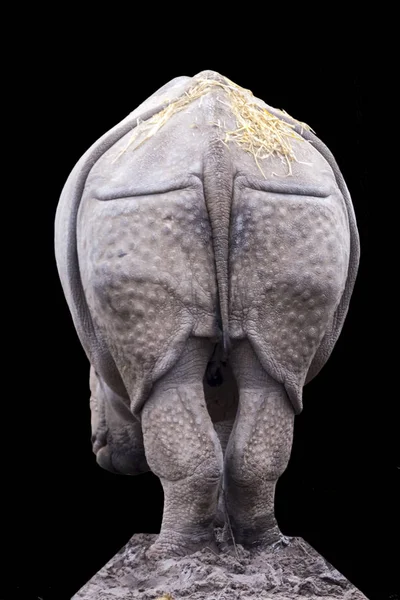 Молодой индеец или больший однорогий носорог — стоковое фото