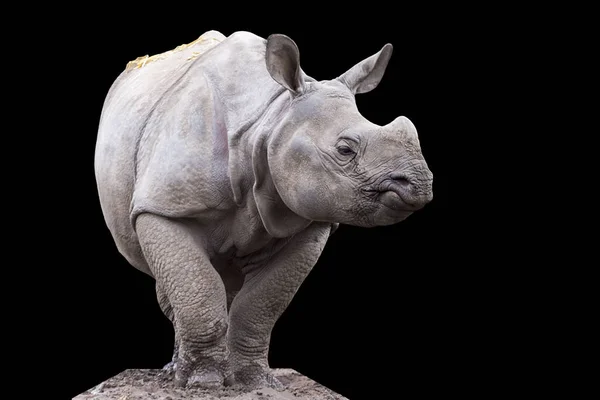 Молодой индеец или больший однорогий носорог — стоковое фото