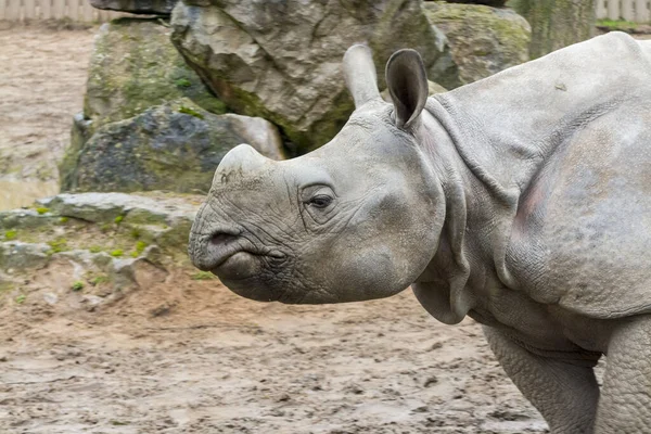 Jeune rhinocéros indien mâle ou plus à une corne — Photo