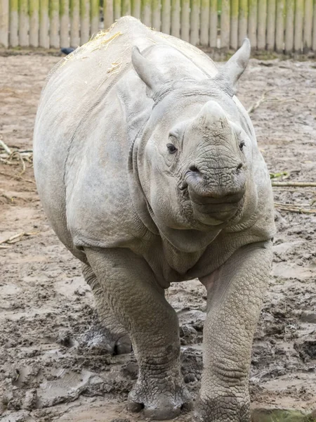 Jeune rhinocéros indien mâle ou plus à une corne — Photo