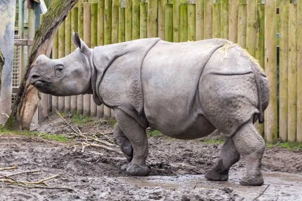 Young male Indian or greater one-horned rhino