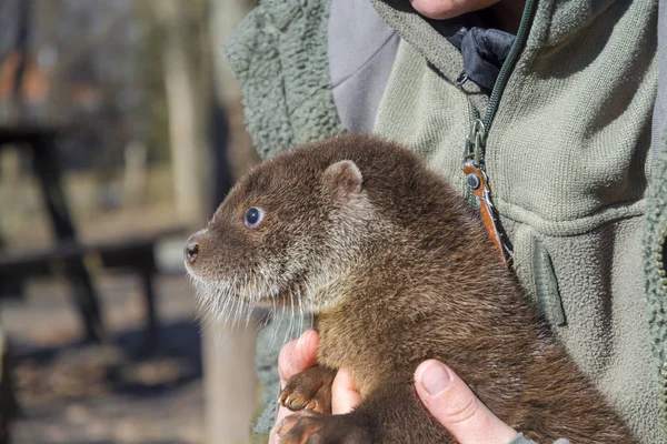 Bebé Nutria Europea Huérfana Zoológico Lutra Lutra Los Brazos Cuidador — Foto de Stock