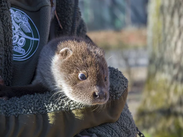 Osiřelé Evropské Vydra Dítě Zoo Lutra Lutra Náručí Ošetřovatele Zoo — Stock fotografie