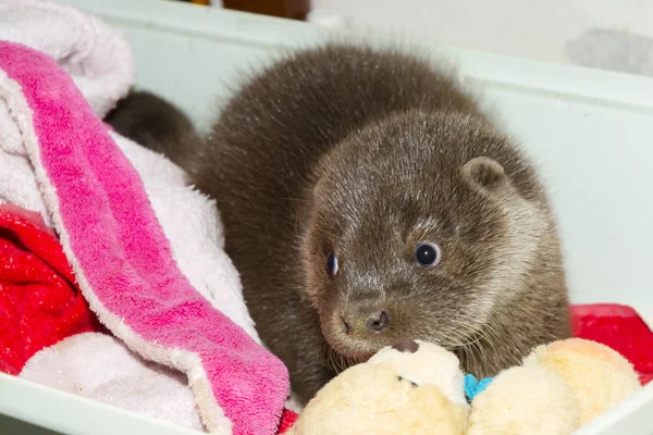 Wees Europese Otter Baby Een Bad Een Wildlife Rescue Center — Stockfoto