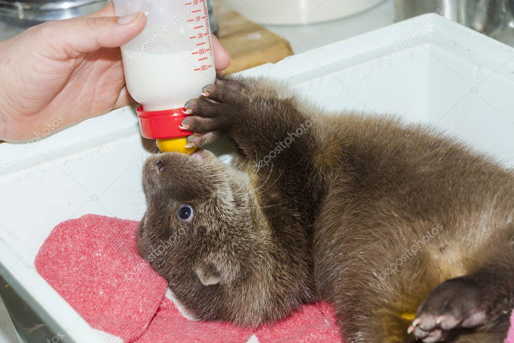 Feeding and orphaned European otter baby Lutra Lutra