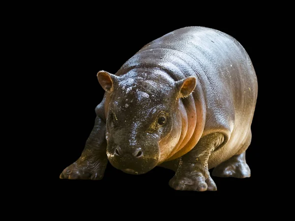 Pygmy Hippopotamus Baby Cheropsis Liberiensis Зоопарку — стокове фото