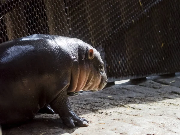 Bébé Hippopotame Pygmée Choeropsis Liberiensis Dans Zoo — Photo