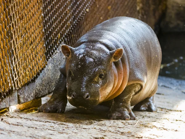 Bébé Hippopotame Pygmée Choeropsis Liberiensis Dans Zoo — Photo