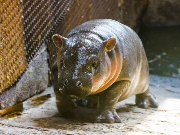 Pygmy Hippopotamus Baby Choeropsis Liberiensis Zoo — Stock Photo, Image