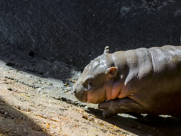 Bir Hayvanat Bahçesinde Pigme Aygırı Yavrusu Choeropsis Liberiensis — Stok fotoğraf