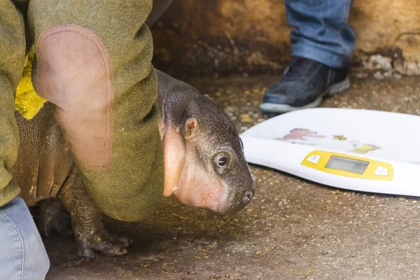 Measuring Pygmy Hippopotamus Baby Choeropsis Liberiensis Zoo — Stock Photo, Image