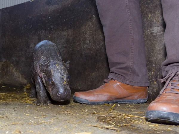 Recém-nascido um dia de idade pigmeu hipopótamo bebê com pernas — Fotografia de Stock