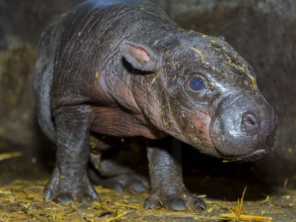 Recém-nascido um dia de idade pigmeu hipopótamo bebê — Fotografia de Stock