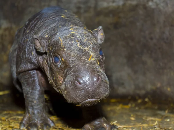 Recém-nascido um dia de idade pigmeu hipopótamo bebê — Fotografia de Stock