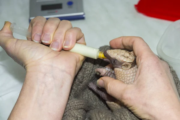 Baby southern three-banded armadillo feeding with milk — Φωτογραφία Αρχείου