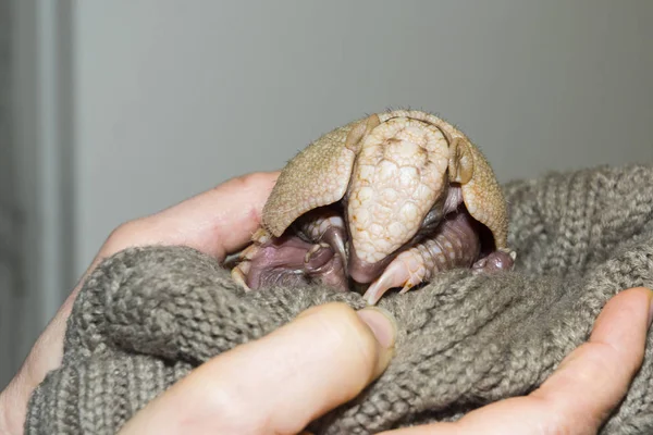 Baby southern three-banded armadillo in a hand — Φωτογραφία Αρχείου