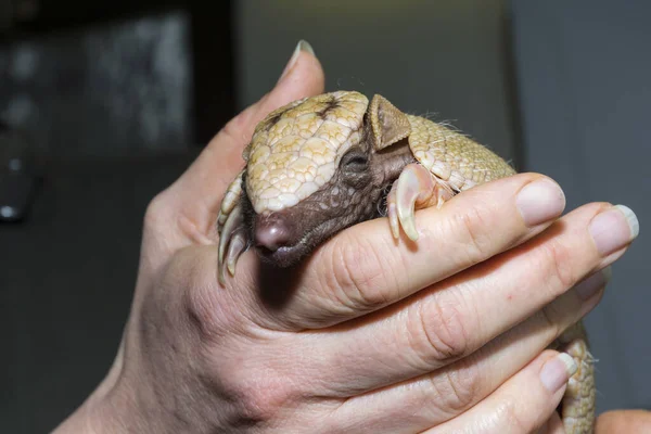 Young southern three-banded armadillo in hand of a zookeeper — Stockfoto