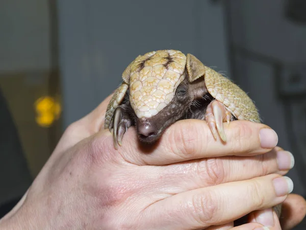 Jeune armadillo à trois bandes du sud à la main d'un gardien de zoo — Photo