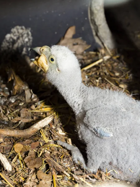 Due pulcini pappagallo kea in un nido — Foto Stock