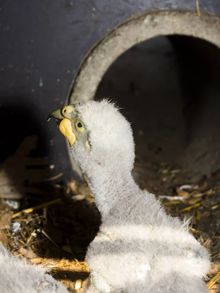 Two kea parrott chicks in a nest — Stock Photo, Image