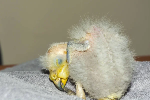 Criado a mano kea loro enclavado en un towell — Foto de Stock