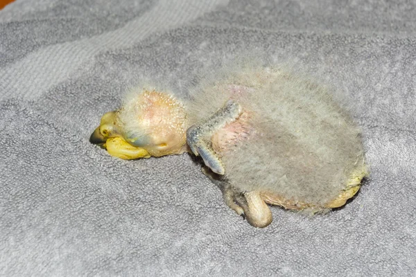 Hand-reared kea parrott nestling on a towell — Stock Photo, Image