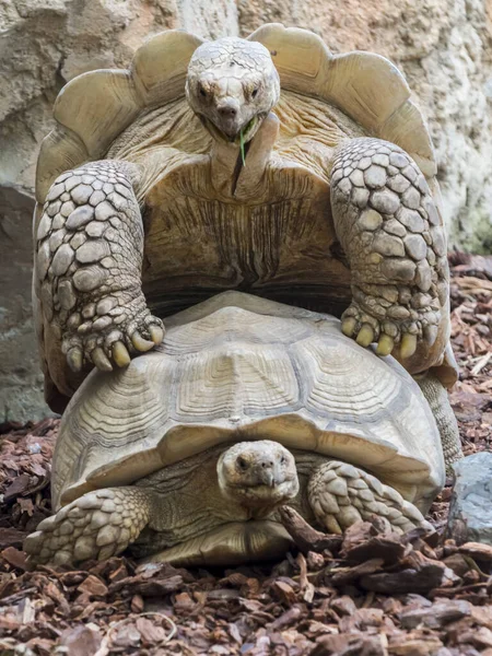 Afrikansk Sköldpadda Centrochelys Sulcata Parar Sig — Stockfoto