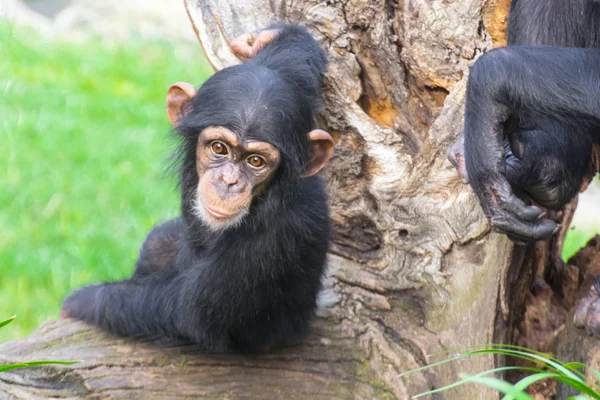 Young Western Chimpanzee Pan Troglodytes Verus Tree — Stock Photo, Image