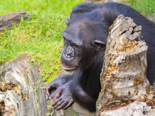 Západní Šimpanz Pan Troglodytes Verus Odpočívá Stromě — Stock fotografie