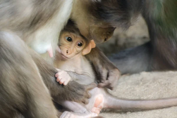 Witte Mangabey Cercocebus Lunulatus Baby Met Moeder — Stockfoto