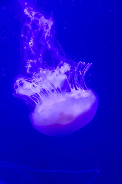 Ortiga Del Mar Atlántico Chrysaora Quinquecirrha Está Nadando Agua — Foto de Stock