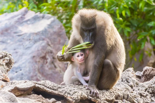 Drill mother and her baby are sitting on the rock — Stock Photo, Image