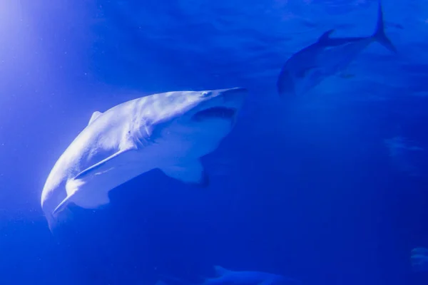 Großer Sandtigerhai im blauen Wasser — Stockfoto