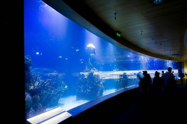 Valencia, İspanya - 18 Eylül. 2019: Valencia Okyanusu 'nun ziyaretçi ve balıklarla manzarası.