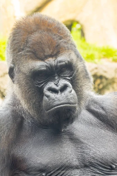 Westlicher Flachlandgorilla Gorilla Gorilla Gorilla Gorilla Männchen — Stockfoto