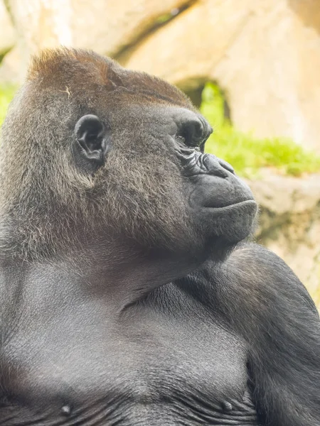 Westlicher Flachlandgorilla Gorilla Gorilla Gorilla Gorilla Männchen — Stockfoto