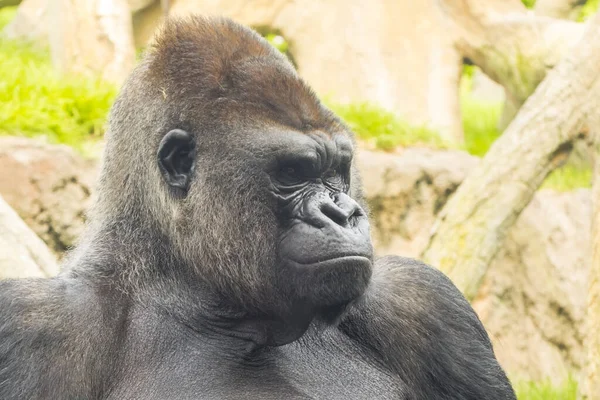 Westlicher Flachlandgorilla Gorilla Gorilla Gorilla Gorilla Männchen — Stockfoto