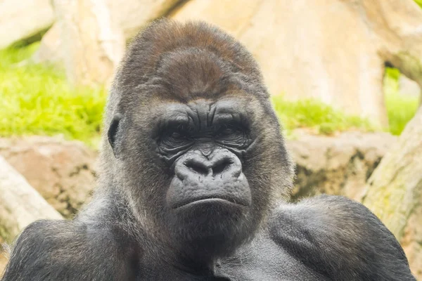 Westlicher Flachlandgorilla Gorilla Gorilla Gorilla Gorilla Männchen — Stockfoto