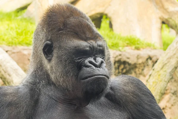 Westlicher Flachlandgorilla Gorilla Gorilla Gorilla Gorilla Männchen — Stockfoto