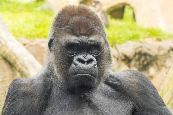 Západní Nížinná Gorila Gorilla Gorila Gorila — Stock fotografie