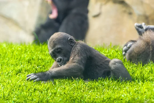 Western lowland gorilla (Gorilla gorilla gorilla) baby is playing