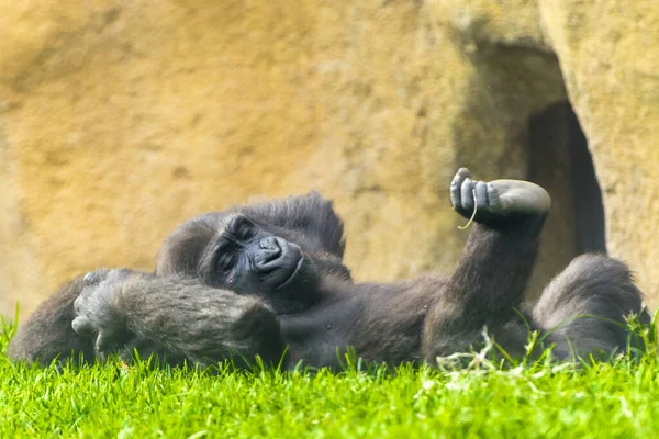 Young western lowland gorilla (Gorilla gorilla gorilla) in the grass