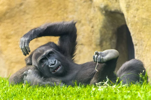 Young western lowland gorilla (Gorilla gorilla gorilla) in the grass