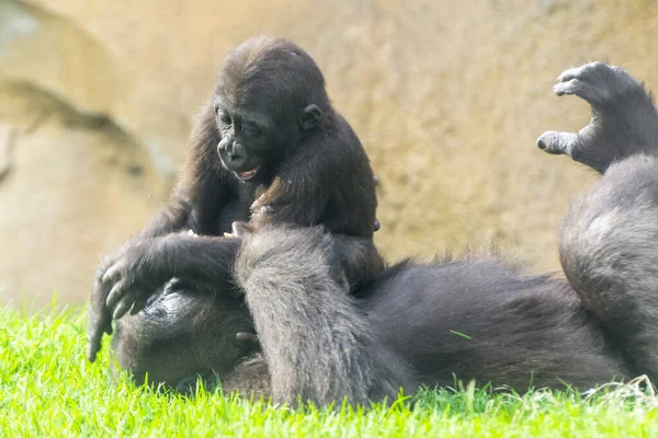 Západní Nížinné Gorily Gorilla Gorila Gorila Hrají Trávě — Stock fotografie