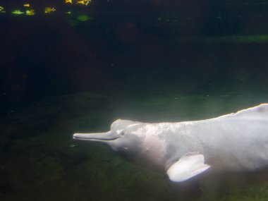 Amazon nehir yunusu, bilimsel adı Inia geoffrensis