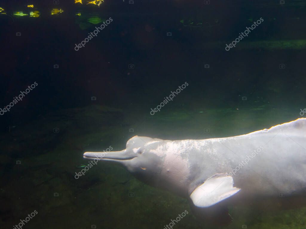Amazon River Dolphin Its Scientific Name Is Inia Geoffrensis Larastock Amazon River Dolphin Its Scientific Name Is Inia Geoffrensis Larastock